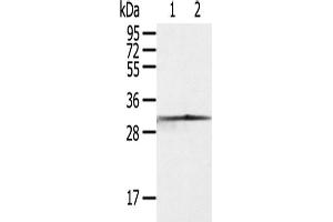 Western Blotting (WB) image for anti-Caspase 3 (CASP3) antibody (ABIN2427570) (Caspase 3 antibody)