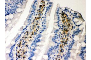Anti- Hsp47 Picoband antibody, IHC(P) IHC(P): Rat Intestine Tissue (SERPINH1 antibody  (AA 247-418))