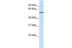 WB Suggested Anti-ESRRB Antibody Titration:  0. (ESRRB antibody  (N-Term))