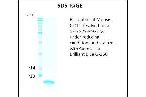 SDS-PAGE (SDS) image for Chemokine (C-X-C Motif) Ligand 2 (CXCL2) (Active) protein (ABIN5509437)