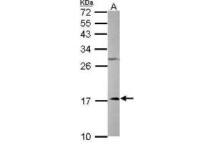 NDUFA12 Antikörper  (full length)