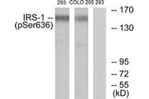 Western blot analysis of extracts from 293 cells and COLO205 cells, using IRS-1 (Phospho-Ser636) Antibody. (IRS1 antibody  (pSer636))
