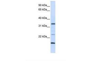 Image no. 1 for anti-Arginine-Fifty Homeobox (ARGFX) (AA 72-121) antibody (ABIN6739204) (ARGFX antibody  (AA 72-121))