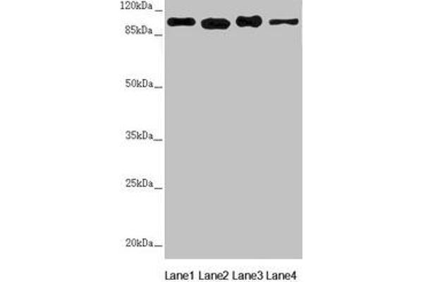 DHTKD1 antibody  (AA 1-280)