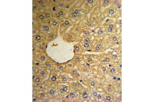Immunohistochemistry (IHC) image for anti-Methionine Sulfoxide Reductase A (MSRA) antibody (ABIN3003138) (MSRA antibody)