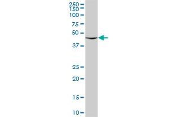 RUVBL2 antibody  (AA 1-463)