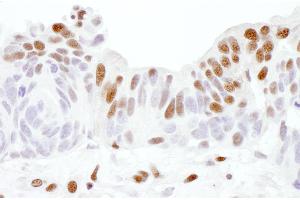 Immunohistochemistry (IHC) image for anti-Sp1 Transcription Factor (SP1) (AA 735-785) antibody (ABIN7453450) (SP1 antibody  (AA 735-785))