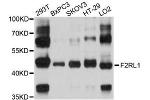 Western blot analysis of extracts of various cell lines, using F2RL1 antibody (ABIN5996470) at 1/1000 dilution. (F2RL1 antibody)
