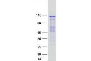 Validation with Western Blot (CPSF2 Protein (Myc-DYKDDDDK Tag))