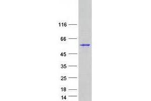 Peptidase (Mitochondrial Processing) alpha (PMPCA) protein (Myc-DYKDDDDK Tag)