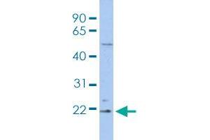 Western blot analysis of THP-1 cell lysate with RBBP9 polyclonal antibody .
