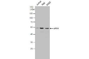WB Image uPAR antibody detects uPAR protein by western blot analysis. (PLAUR antibody)