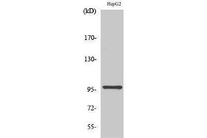 Western Blotting (WB) image for anti-Mitogen-Activated Protein Kinase Kinase Kinase Kinase 1 (MAP4K1) (Internal Region) antibody (ABIN3185081)