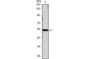 Western blot analysis using SHH mAb against SHH(AA: 26-161)-hIgGFc transfected HEK293 cell lysate. (Sonic Hedgehog antibody)