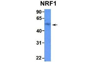 Western Blotting (WB) image for anti-Nuclear Respiratory Factor 1 (NRF1) (N-Term) antibody (ABIN2780635)