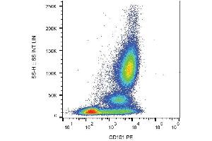 Surface staining of human peripheral blood with anti-CD101 (BB27) PE. (CD101 antibody  (PE))