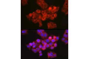 Immunofluorescence analysis of HepG2 cells using CFTR Rabbit pAb (ABIN6129855, ABIN6138469, ABIN6138470 and ABIN6224429) at dilution of 1:150 (40x lens). (CFTR antibody  (AA 1161-1480))