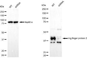 Western blotting analysis using ring finger protein 2 antibody (ABIN7800244).