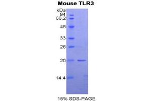 SDS-PAGE (SDS) image for Toll-Like Receptor 3 (TLR3) (AA 574-713) protein (His tag) (ABIN2122243)