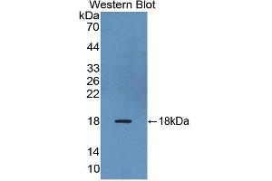 Western Blotting (WB) image for anti-Relaxin/insulin-Like Family Peptide Receptor 1 (RXFP1) (AA 110-259) antibody (ABIN1860477)
