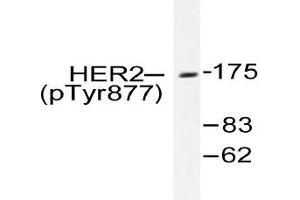 Western blot (WB) analysis of p-HER2 (pTyr877) pAb in extracts from MDA-MB-231 cells treated with EGF (ErbB2/Her2 antibody  (pTyr877))