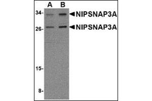 Western blot analysis of NIPSNAP3A in mouse brain tissue lysate with this product at (A) 0.