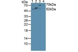 Western blot analysis of (1) Mouse Lung Tissue, (2) Mouse Large Intestine Tissue, (3) Human HeLa cells and (4) Human Jurkat Cells. (IRF2 antibody  (AA 1-349))