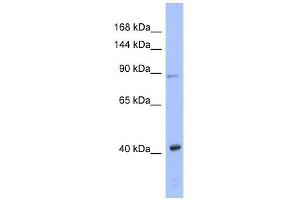 EIF2C3 antibody used at 1 ug/ml to detect target protein. (EIF2C3 antibody  (N-Term))