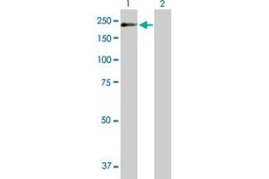 POGZ antibody  (AA 1-1357)