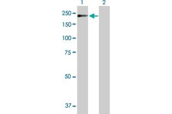 POGZ antibody  (AA 1-1357)