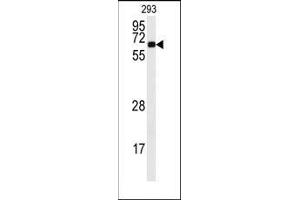 Western blot analysis of anti-CAMK2A Antibody (C-term) in 293 cell line lysates (35ug/lane). (CAMK2A antibody  (C-Term))