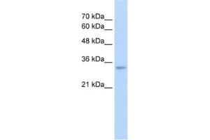 Western Blotting (WB) image for anti-THO Complex 4 (THOC4) antibody (ABIN2462660) (THO Complex 4 antibody)