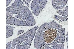 Expression of syntaxin 4 in rat pancreas - Immunohistochemical staining of rat pancreas paraffin embedded sections using Anti-Syntaxin 4 Antibody (ABIN7043796, ABIN7044650 and ABIN7044651), (1:100). (Syntaxin 4 antibody  (Intracellular, N-Term))