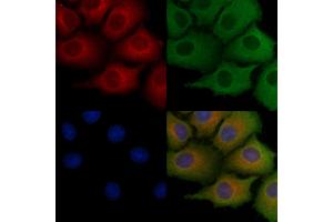 ABIN6259026 and ABIN6275569 staining Hela cells by IF/ICC. (SH3G2 antibody  (Internal Region))
