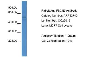 WB Suggested Anti-FSCN3  Antibody Titration: 0. (Fascin 3 antibody  (C-Term))
