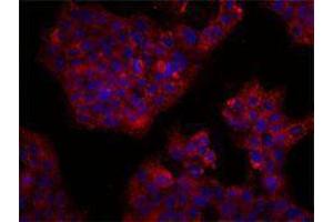 Immunofluorescence (IF) image for anti-CD164 (CD164) antibody (ABIN2664282)