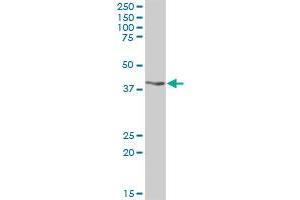 RG9MTD1 MaxPab polyclonal antibody. (RG9MTD1 antibody  (AA 1-252))