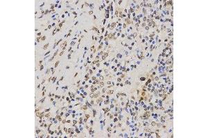 Immunohistochemistry (IHC) image for anti-Histone H3 (H3) (H3K79me3) antibody (ABIN3023275) (Histone 3 antibody  (H3K79me3))