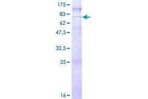 GPR50 Protein (AA 1-617) (GST tag)