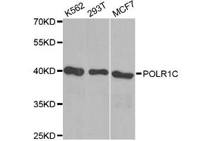 Western blot analysis of extracts of various cell lines, using POLR1C antibody. (POLR1C antibody)