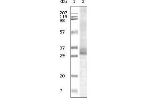 TRIM5 antibody