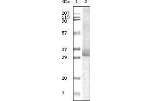 Western blot analysis using Trim5α mouse monoclonal antiobdy against truncated Trim5αrecombinant protein.