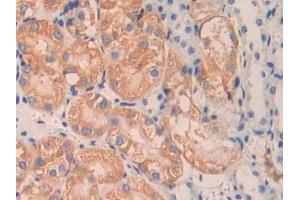 Detection of ANGPT1 in Mouse Kidney Tissue using Polyclonal Antibody to Angiopoietin 1 (ANGPT1) (Angiopoietin 1 antibody  (AA 253-429))