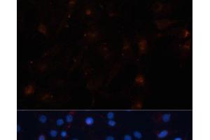 Immunofluorescence analysis of C6 cells using UBL3 Polyclonal Antibody at dilution of 1:100. (UBL3 antibody)