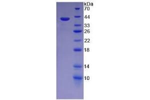 Image no. 1 for Wingless-Type MMTV Integration Site Family, Member 4 (WNT4) (AA 26-351) protein (His tag) (ABIN6237638)