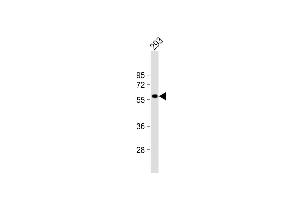 RASGEF1C antibody  (N-Term)