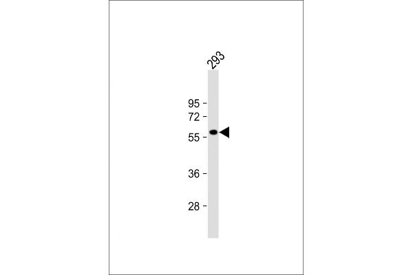 RASGEF1C antibody  (N-Term)