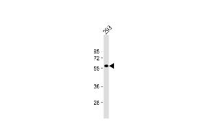 Anti-RASGEF1C Antibody (N-term) at 1:1000 dilution + 293 whole cell lysate Lysates/proteins at 20 μg per lane.
