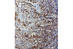 Anti-Caspase 9 antibody, IHC(P) IHC(P): Human Tonsil Tissue (Caspase 9 antibody  (Middle Region))