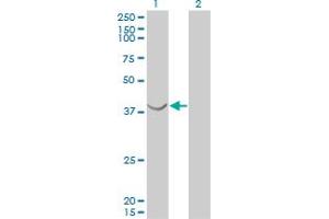 Western Blotting (WB) image for anti-ArsA Arsenite Transporter, ATP-Binding, Homolog 1 (ASNA1) (AA 239-349) antibody (ABIN598547) (ASNA1 antibody  (AA 239-349))
